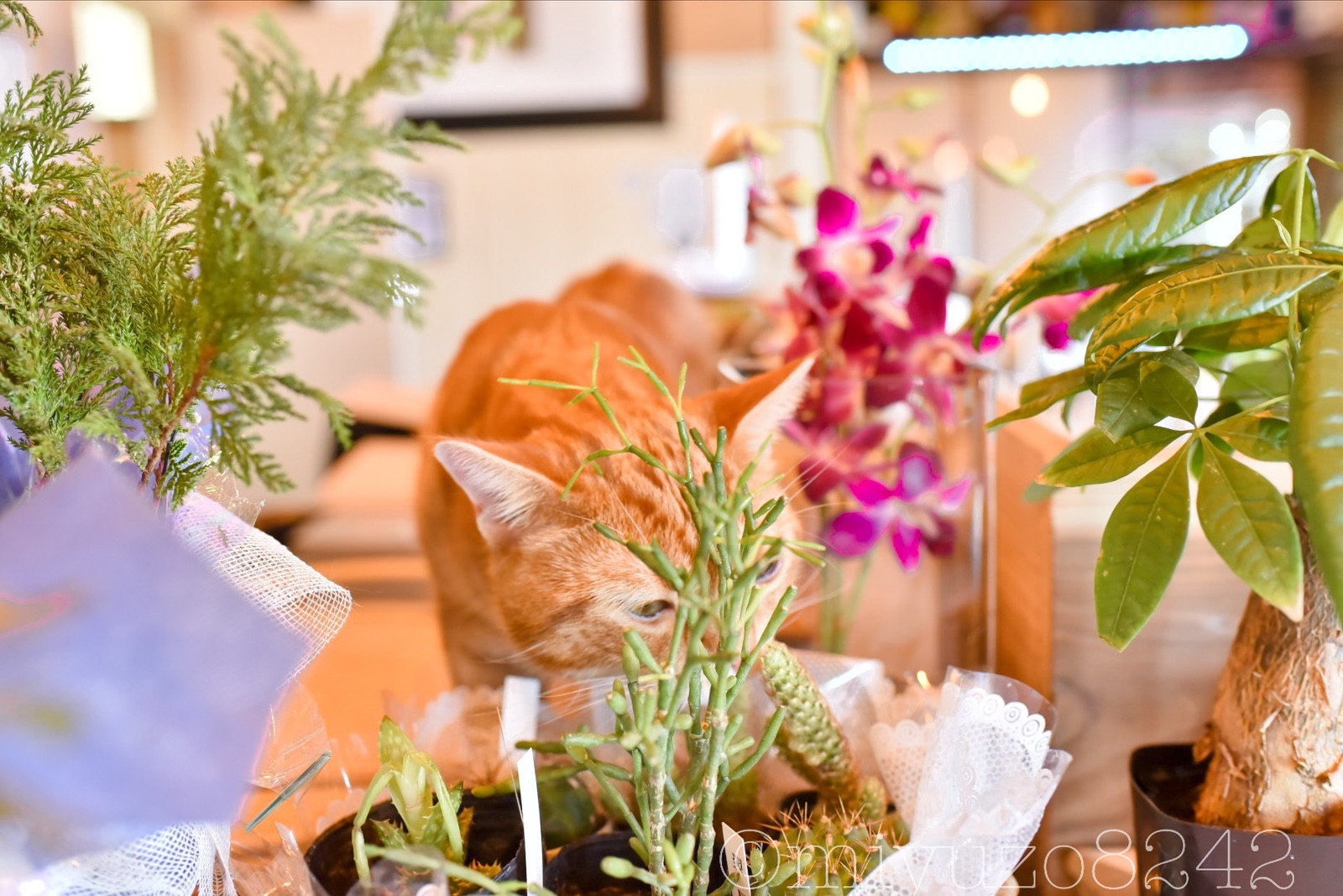 【BLUE ROCK cafe】間人に新オープン！南国気分を味わえるお洒落カフェ《京丹後市》 奥京都ぱんだ